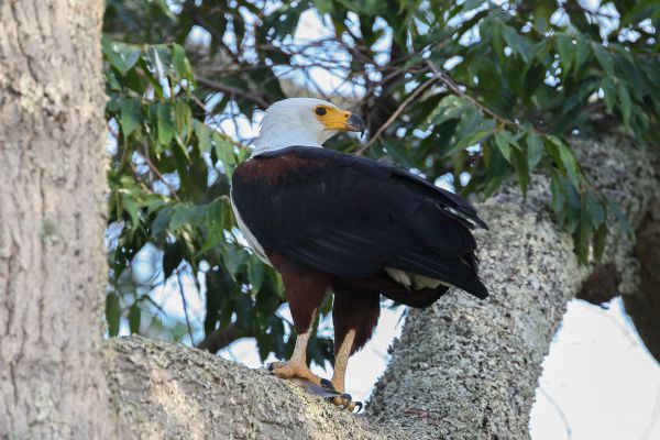  African Fish-Eagle