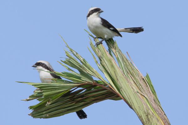 Grey-backed Fiscal