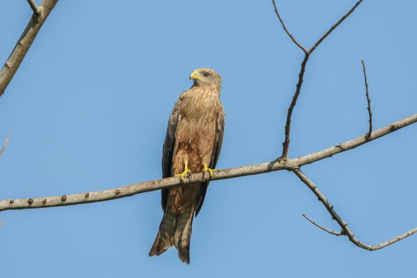 Black Kite