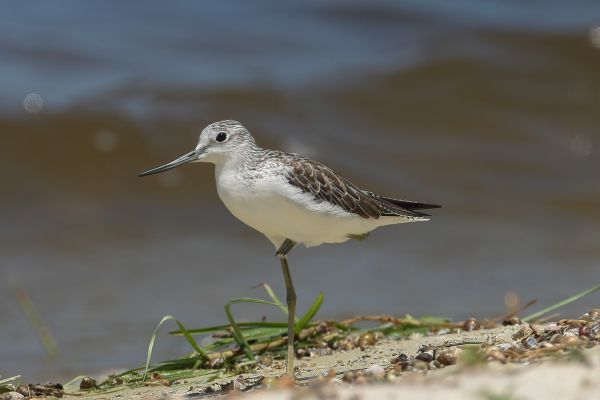 Sanderling