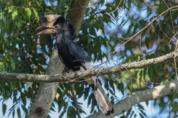 Black-and-white-casqued Hornbill