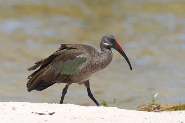 Hadada Ibis