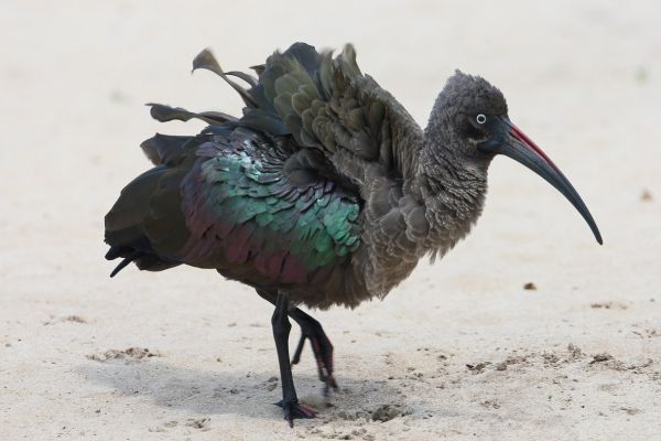 Hadada Ibis