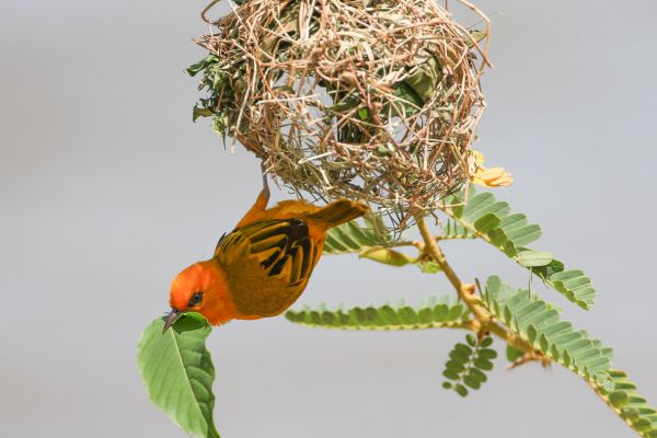 Orange Weaver