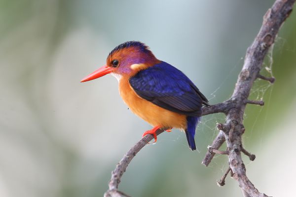 Malachite Kingfisher