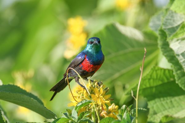  Red-chested Sunbird