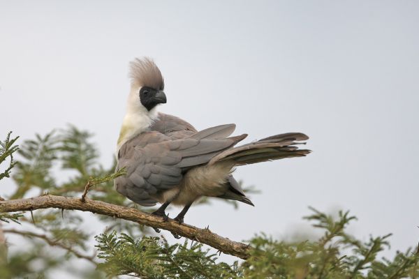  Bare-faced Go-away-bird