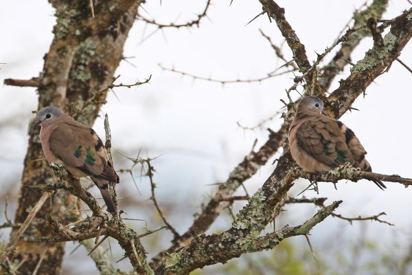  Blue-spotted Wood-Dove