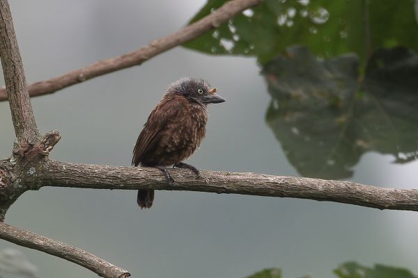 Grey-throated Barbet