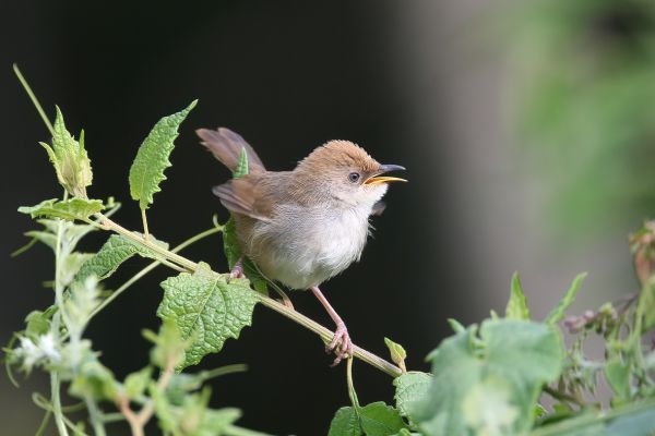 Rattling Cisticola