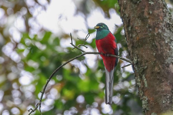  Narina Trogon