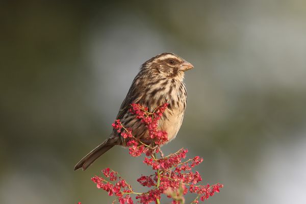  Abyssinian Grosbeak-Canary
