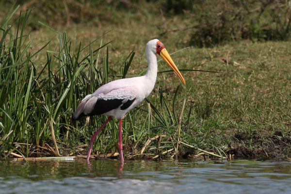 Yellow-billed Stork