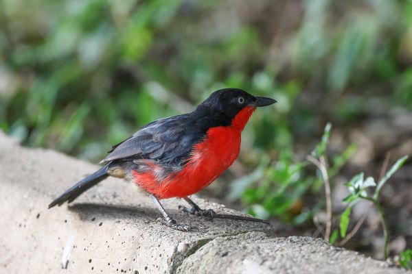 Black headed Gonolek