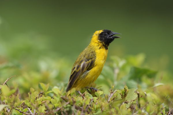 Slender-billed Weaver