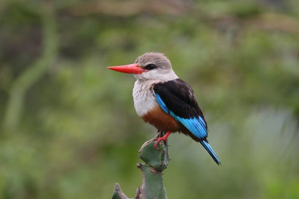 Grey-headed Kingfisher