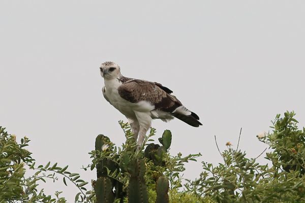 Crowned Hawk-Eagle