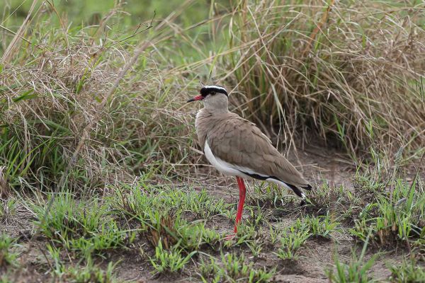 Crowned lapwing