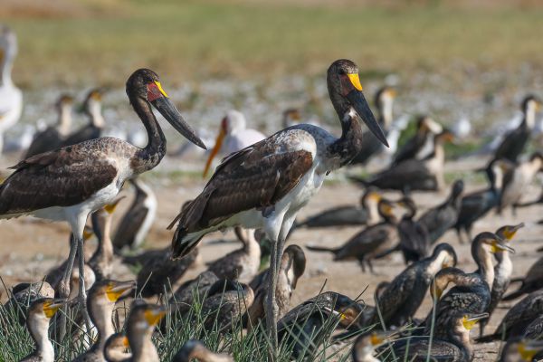 Saddle-billed Stork