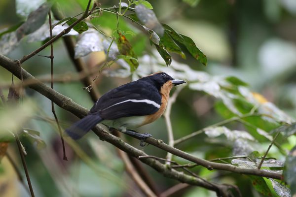 Luehder's Bushshrike