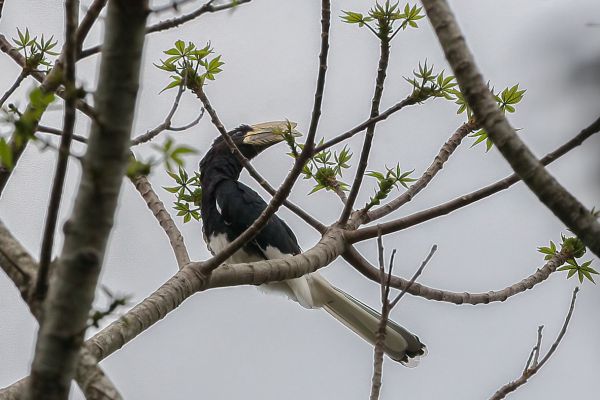 Silvery-cheeked Hornbill