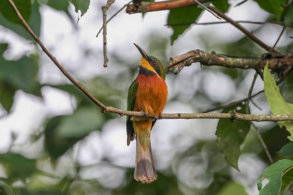 Blue-breasted or Ethiopian Bee-eater