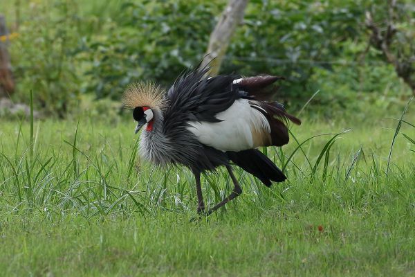 Grey Crowned-Crane