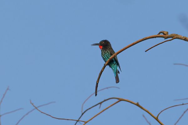 Black Bee-eater