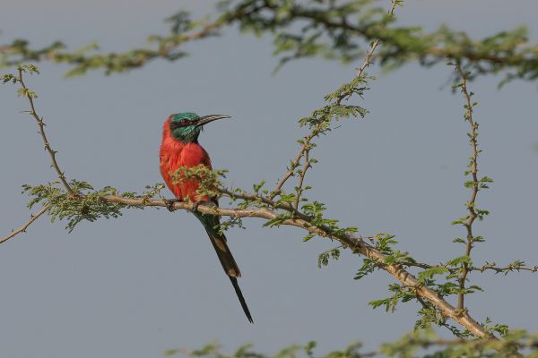 Northern Carmine Bee-eater
