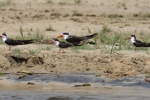 African Skimmer