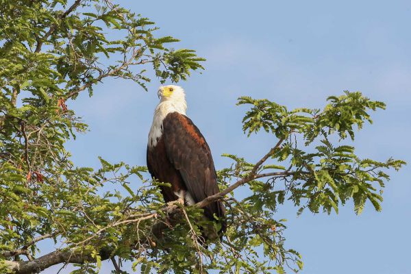 African Fish-Eagle