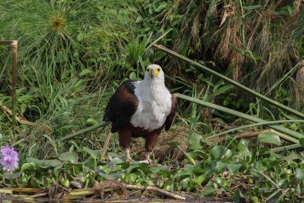 African Fish-Eagle