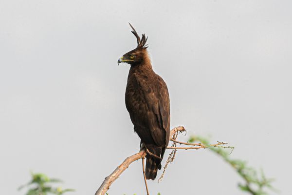 Long-crested Eagle