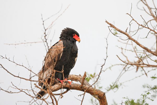 Bateleur