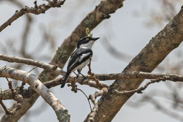 Grey-headed Batis