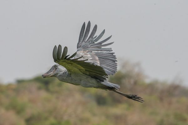 Shoebill