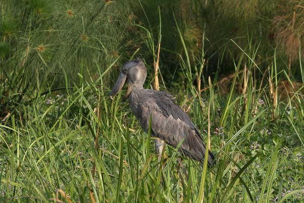 Shoebill