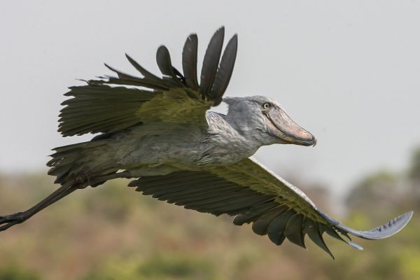 Shoebill