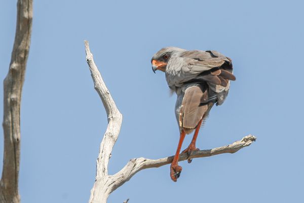 Dark Chanting-Goshawk