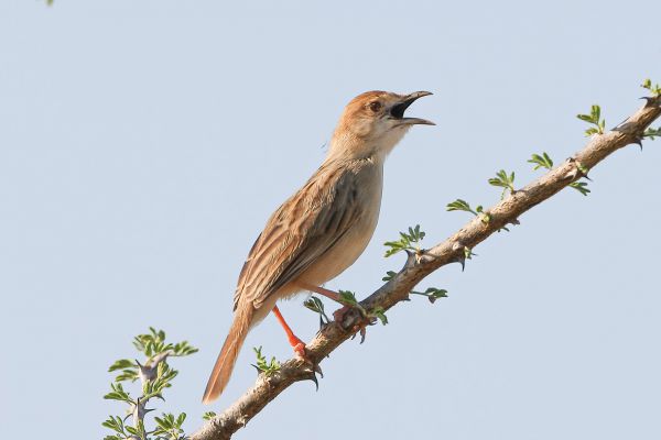 Great Reed-Warbler