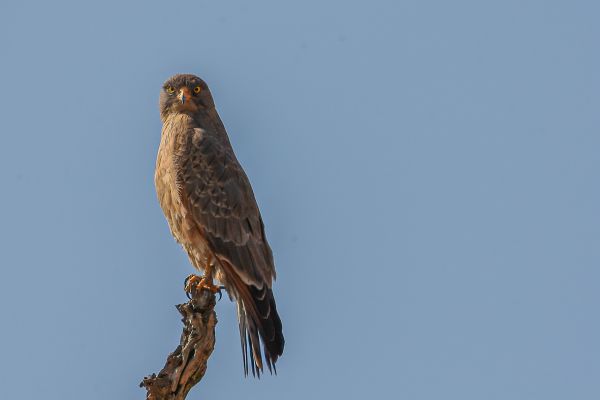 Grasshopper Buzzard