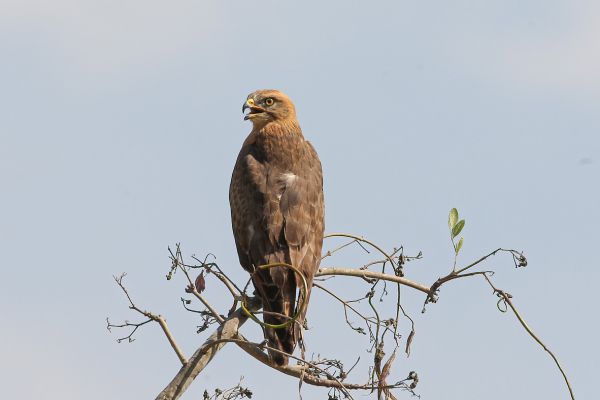 Grasshopper Buzzard