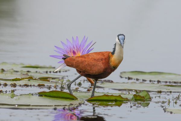 African Jacana