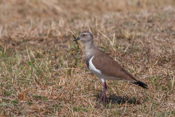 Black-winged Lapwing