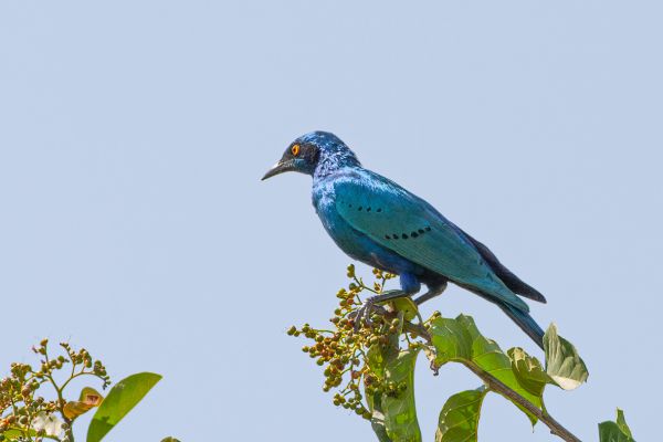 Greater Blue-eared Glossy-Starling