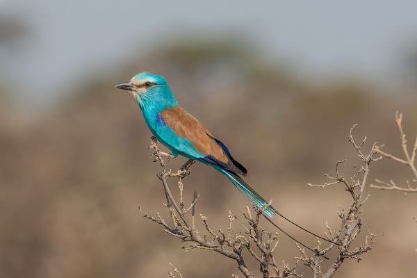 Abyssinian Roller