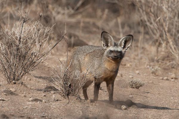 Bat-eared Fox