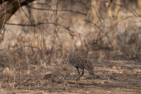 Buff-crested Bustard