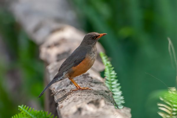 Mountain Thrush