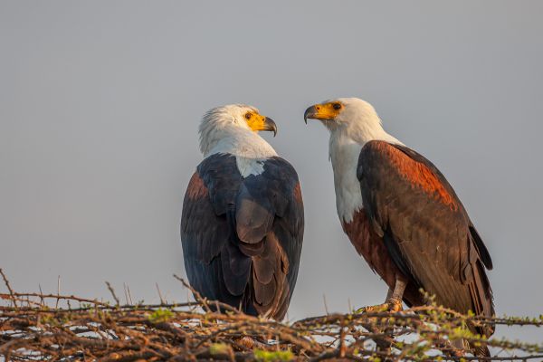 African Fish-Eagle 